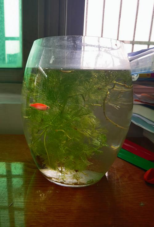 斑马鱼突然乱窜就死了是为什么(斑马鱼养护要点稳温慢换水均衡喂养定期监测)