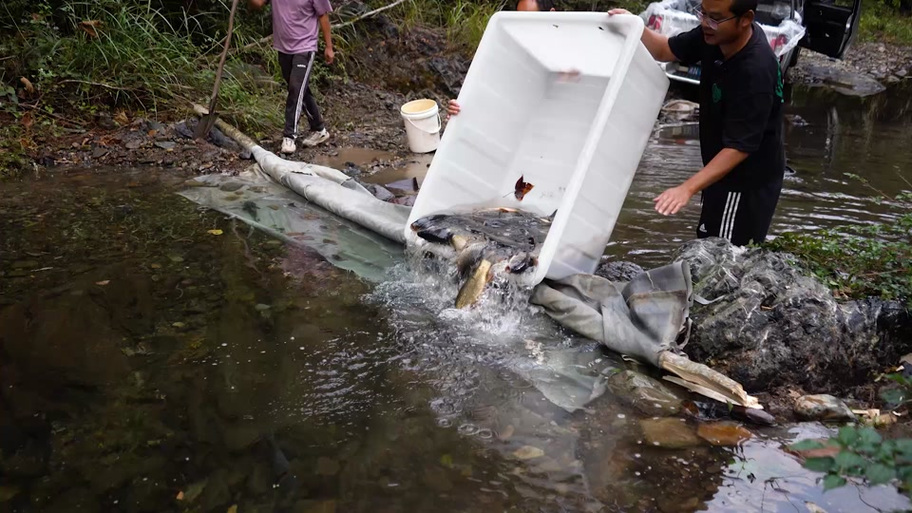 山泉水养鱼可以吗(山泉水养鱼要点控温增氧过滤与水质管理)