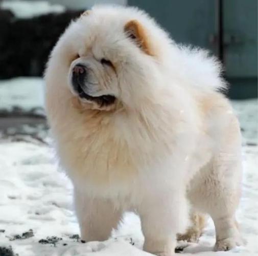 松狮犬为什么没人养了（易情绪波动掉毛高，禁养风险与合规建议）