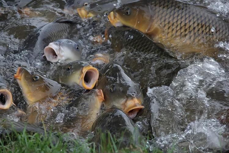 鱼塘养鱼要喂食（科学喂鱼选对饲料控水质定期换水动态管理）