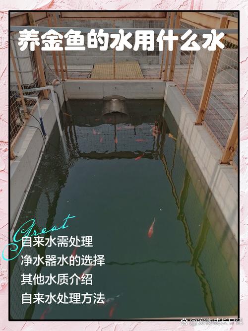 自来水养鱼最佳方法（自来水养鱼除氯氯胺，三法中和稳水质并控温）