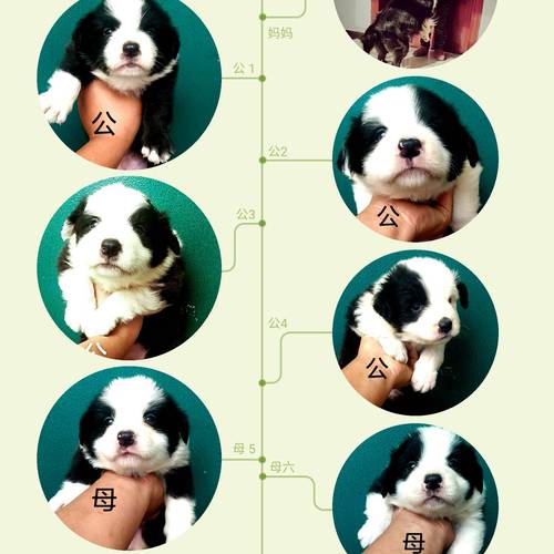 边牧与德牧后代图片(边牧德牧混血犬养育要点与常见挑战) 边牧与德牧后代图片(边牧德牧混血犬养育要点与常见挑战)