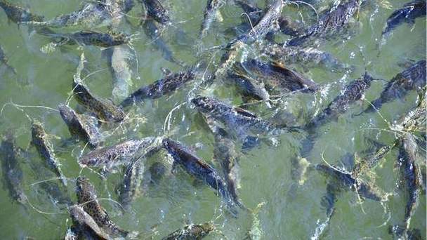 鱼塘有鱼能撒石灰吗(慢匀全覆水面,辅以底质改良及控藻换水)