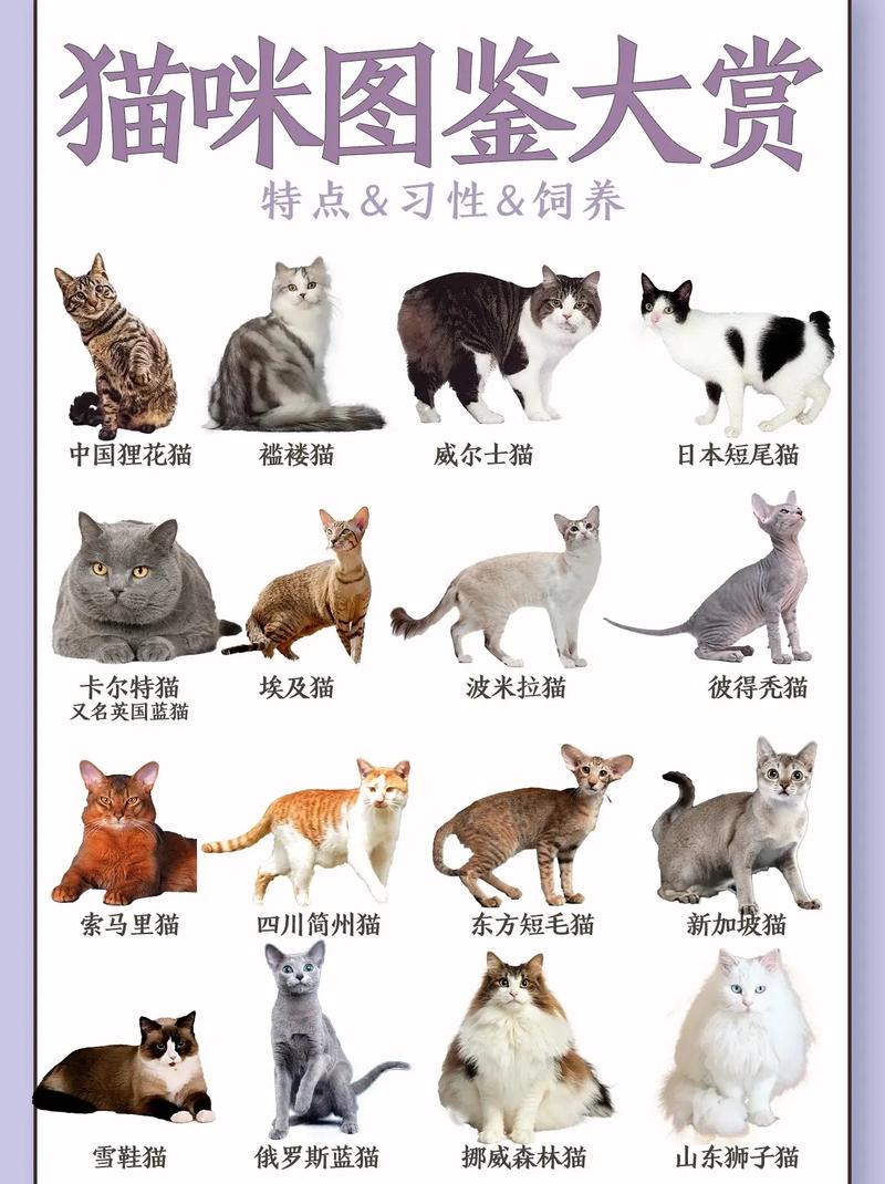猫主要分为几大类（区分猫品种体型毛发，选猫与居家护理要点）