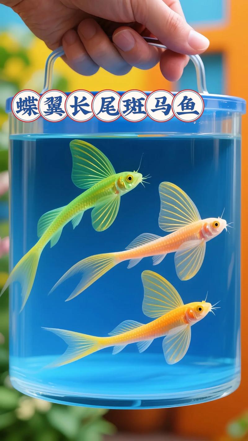 斑马鱼适合古法养吗（低密度生态养斑马鱼要点与维护）