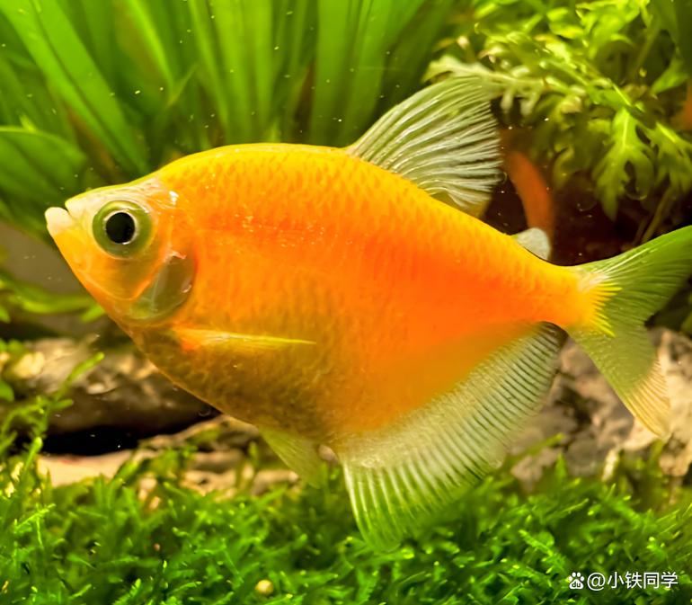 天使鱼为什么不能随便养(天使鱼养护要点26℃稳温稳质慎混养) 天使鱼为什么不能随便养(天使鱼养护要点26℃稳温稳质慎混养)