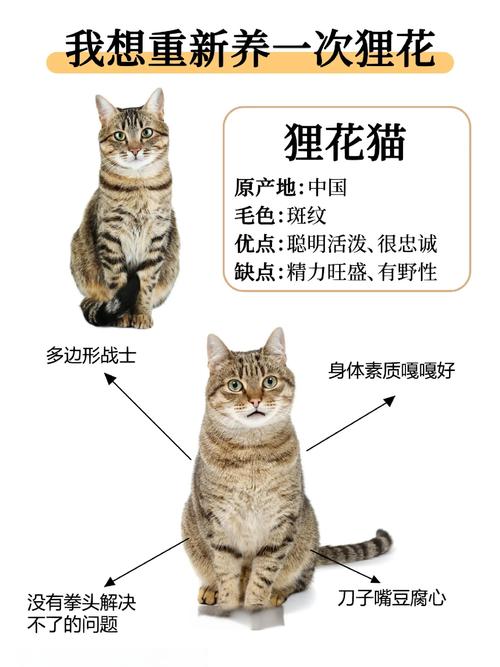 狸花猫各个年龄图片（狸花猫DragonLi原生猫特征与养护要点）