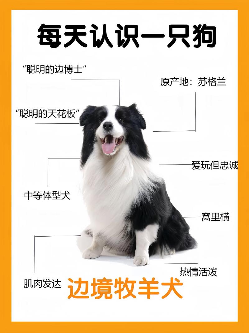 边牧月份尺寸对照表(喂养与运动量标准) 边牧月份尺寸对照表(喂养与运动量标准)