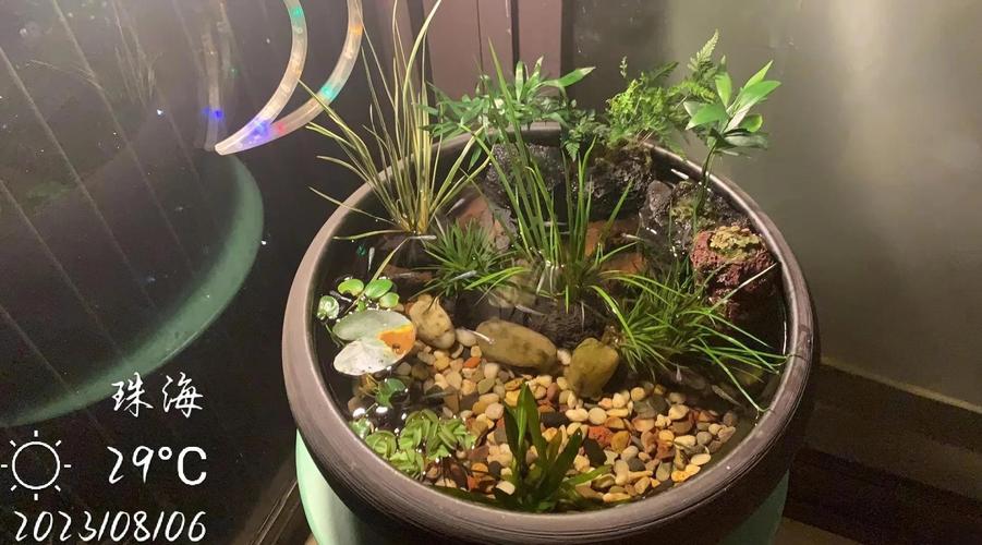 青鳉鱼裸缸（低流量分层底床光影呈现）