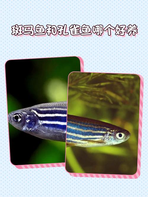 一条斑马鱼一天喂几粒鱼食（喂斑马鱼要少量多次控残饵并重视水温水质）