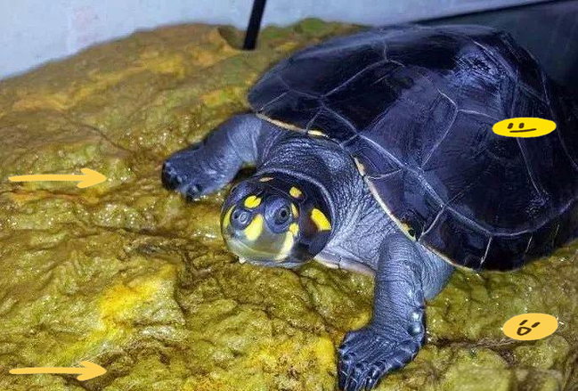 黄头侧颈龟为什么会死（控水温控蛋白稳水质）