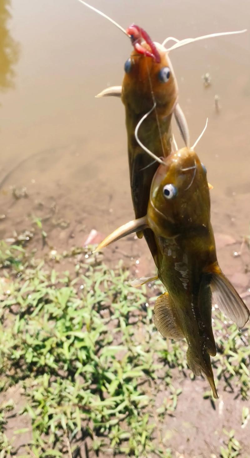 1米水深能养黄骨鱼吗（黄骨鱼养殖要点深水2米以上控氧增氧密度与季节喂养）