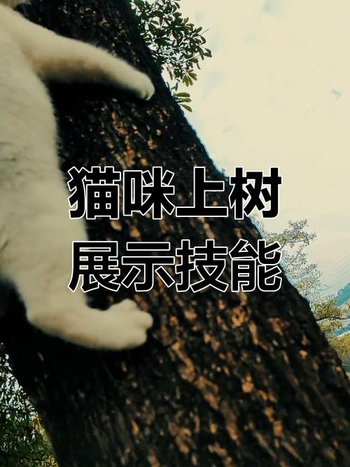 猫有什么特殊本领（敏捷无声捕猎本能与情感联结）