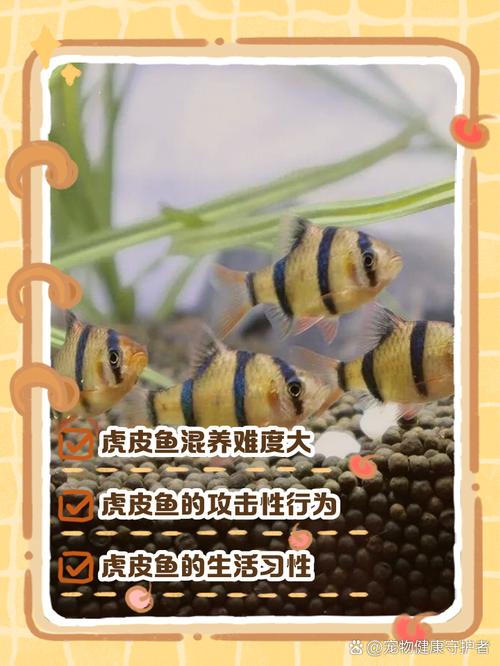 这种鱼为什么不能养两条(单养最稳妥,混养风险高,需大缸分区)