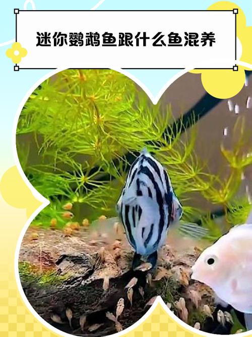 曼龙鱼吃迷你鹦鹉鱼崽吗（曼龙鱼与迷你鹦鹉鱼同缸混养可行性与要点）