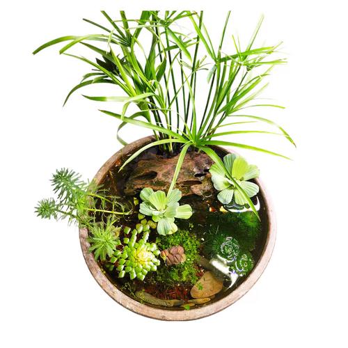 鱼池适合养什么观赏植物（耐旱耐湿植物及蝶舞景观养护要点）