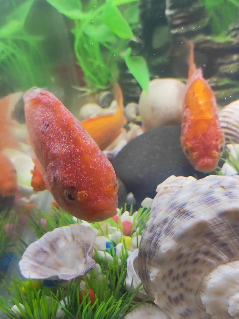 锦鲤鱼身上有白色絮状怎么办(鱼类水霉病治疗与防控要点孔雀石绿药浴) 锦鲤鱼身上有白色絮状怎么办(鱼类水霉病治疗与防控要点孔雀石绿药浴)