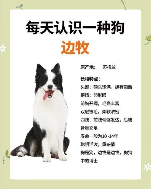 养边牧的10大忠告(运动训练与饮食全攻略)