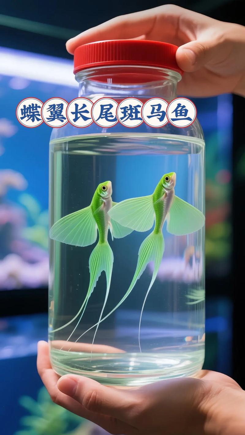 斑马鱼好养不（密度水温换水喂食与日常计划）