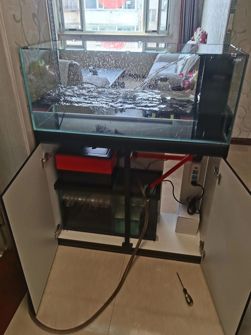 60缸能养玉鲭鱼吗(60cm缸养玉鲭鱼的合适过滤与维护计划) 60缸能养玉鲭鱼吗(60cm缸养玉鲭鱼的合适过滤与维护计划)