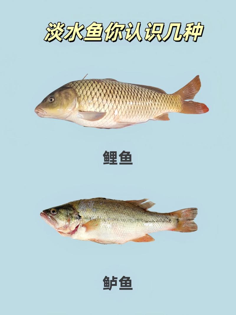 高50公分长5米宽3米能养什么鱼（分区养鱼强滤高氧遮蔽区设置）