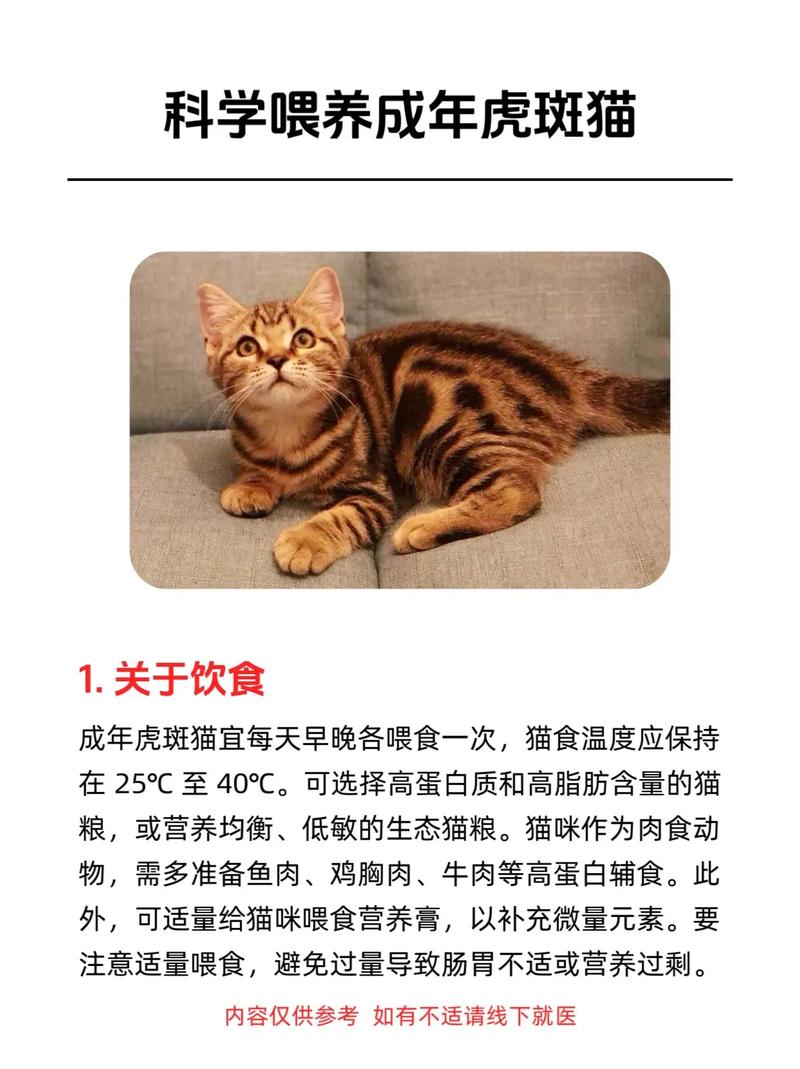 虎斑猫为什么不建议养（虎斑猫养护成本高，需耐心与慎选家庭）