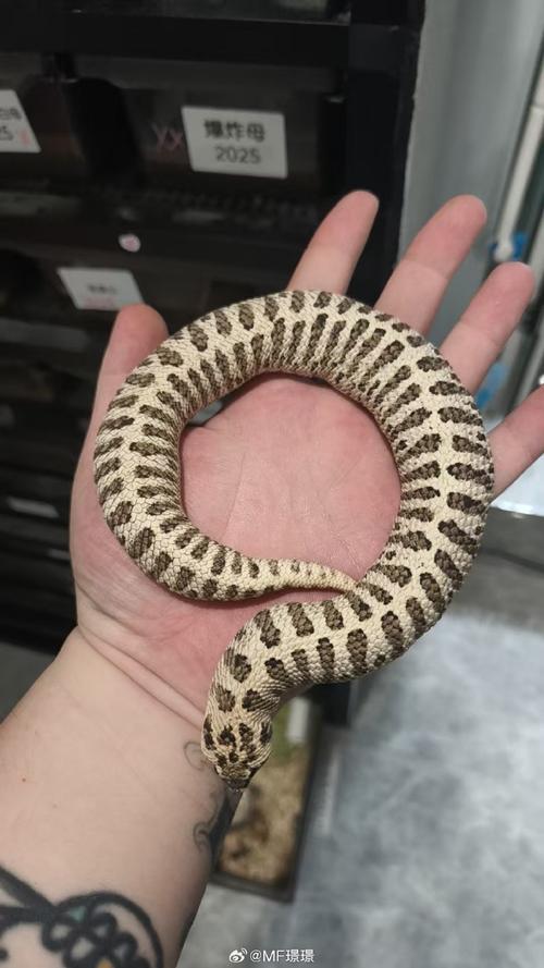 猪鼻蛇能吃三文鱼吗(鱼不是主食,轮换鼠类并冷冻去骨)