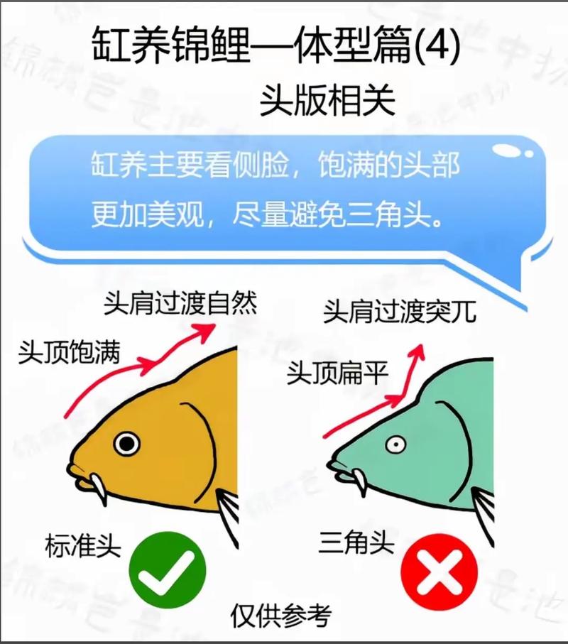 40cm锦鲤一般人养不了（锦鲤成长靠大缸与强过滤水质决定健康成长）