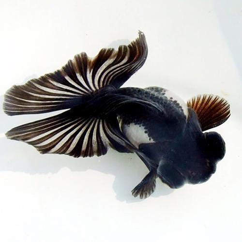 熊猫蝶尾金鱼好养吗（水质稳定控温定期换水）