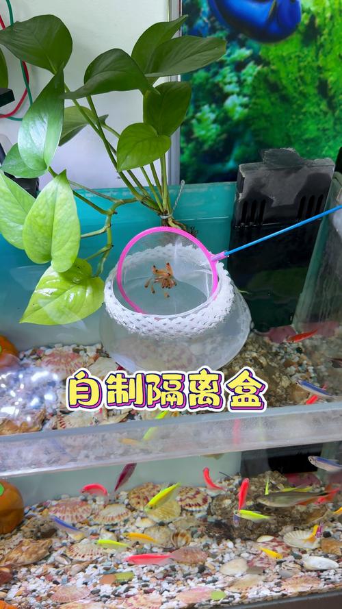鱼缸隔离盒养鱼容易死（开放式养鱼更稳妥，繁殖治疗时再用独立缸）