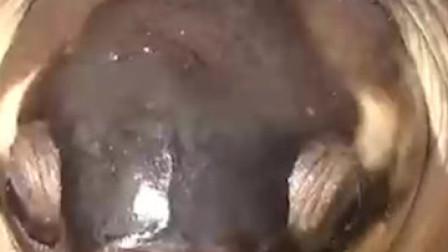 猪鼻龟怎么养水温（26-30度最佳缓升降与水质）