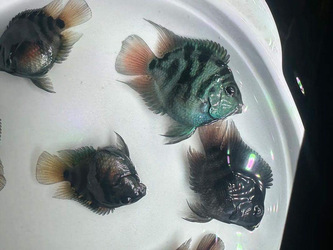 迷你鹦鹉鱼侧躺爬缸（温度水质增氧与换水要点）