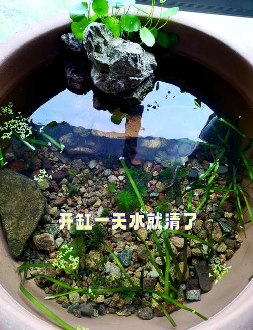 古法养鱼几天换一次水（与自然对话守护微生态）