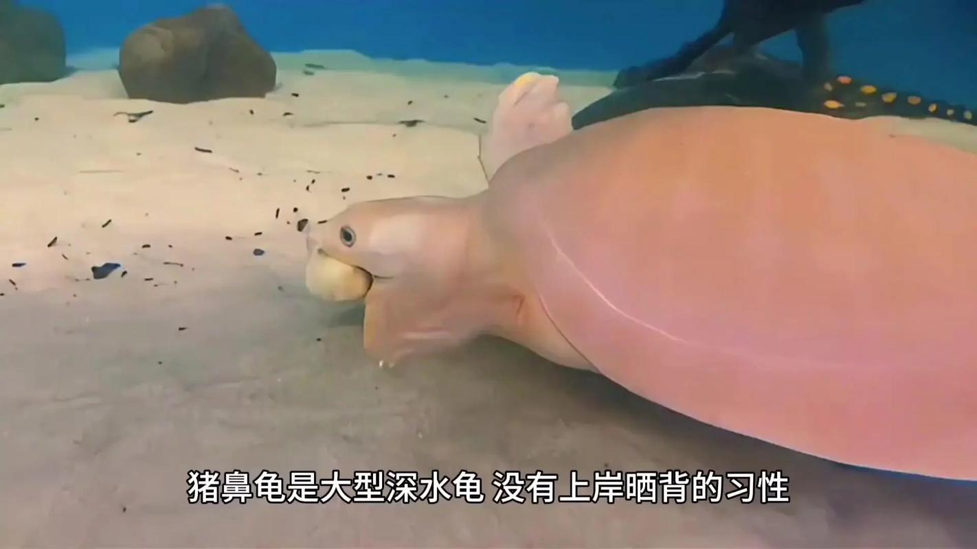 6公分猪鼻龟用多深水养比较好（6公分猪鼻龟成长阶段水深缸养护要点）