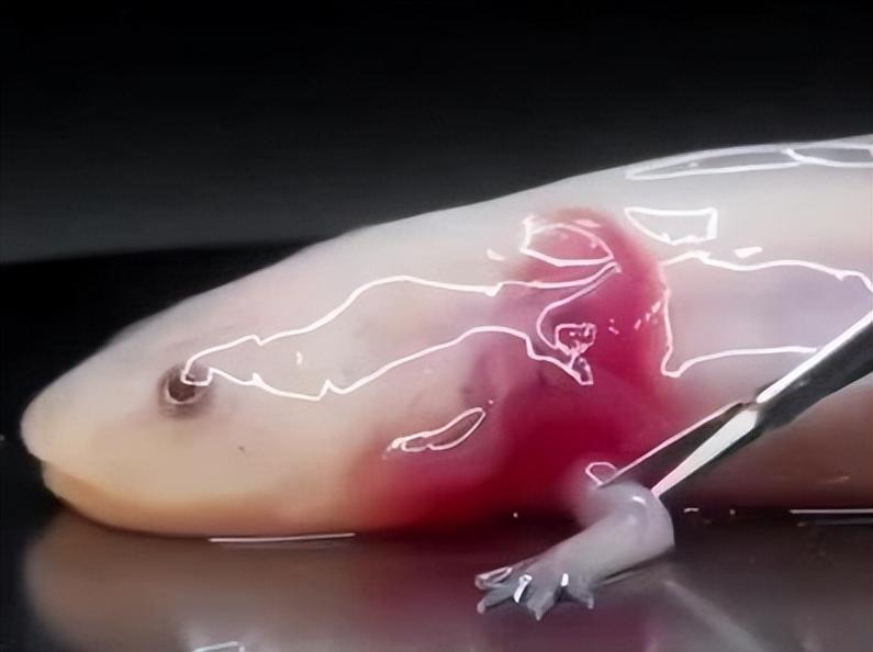 蝾螈再生能用到人身上吗(多途径修复,肌腱6周成新组织,12周近原状) 蝾螈再生能用到人身上吗(多途径修复,肌腱6周成新组织,12周近原状)