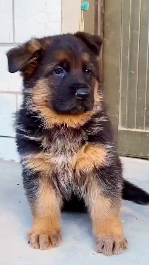 德国牧羊犬：起源性格与喂养护理要点