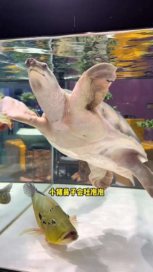 猪鼻龟和龙鱼能混养吗（300升以上稳水强滤分缸观察）