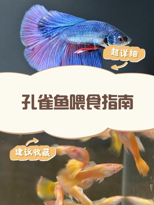 鱼需要天天喂食吗（少量多次定时定点控水质观察粪便）