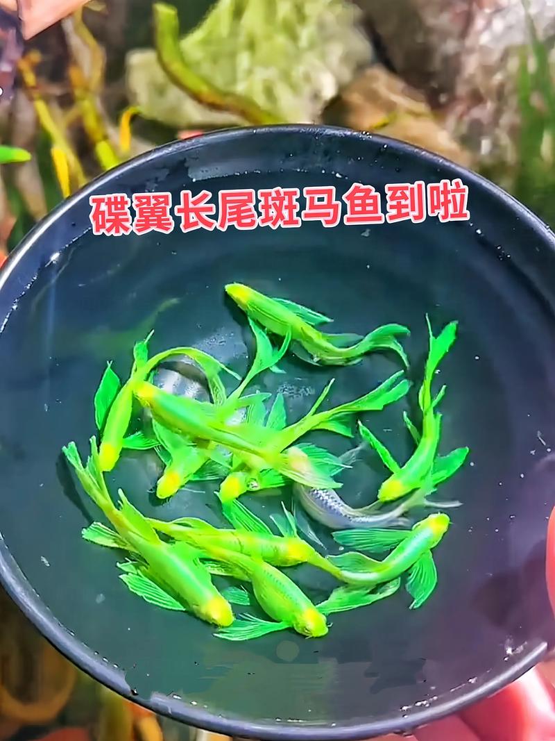 斑马鱼会撑死吗(3分钟吃完,水质要稳) 斑马鱼会撑死吗(3分钟吃完,水质要稳)