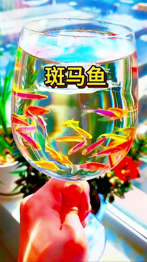 斑马鱼能养多大（稳温清水定量喂养与独立繁殖缸）