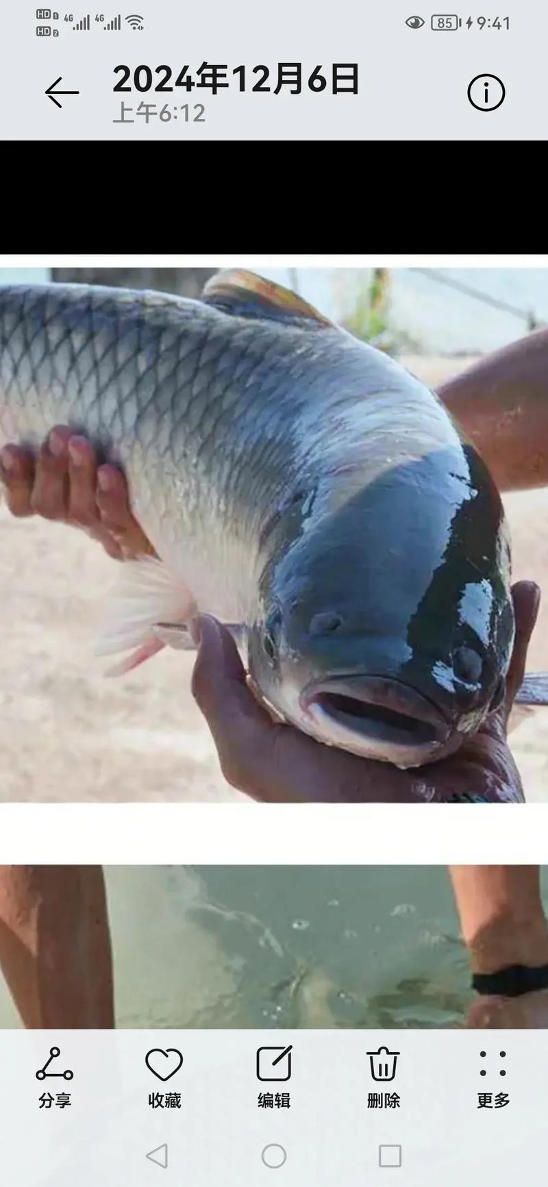 脆皖鱼适合什么地方养殖（稳定水质增氧换水控氨氮）
