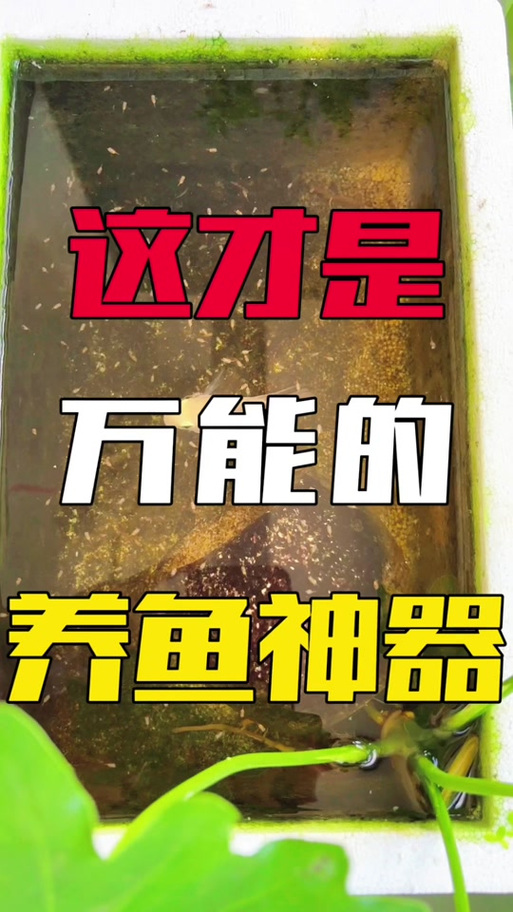 泡沫箱养鱼容易死吗（控光控水七八分饱喂养升级玻璃缸）