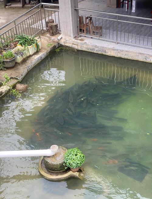 一亩鱼塘能养多少鱼（塘放密度按水质溶氧和投喂方式调整）