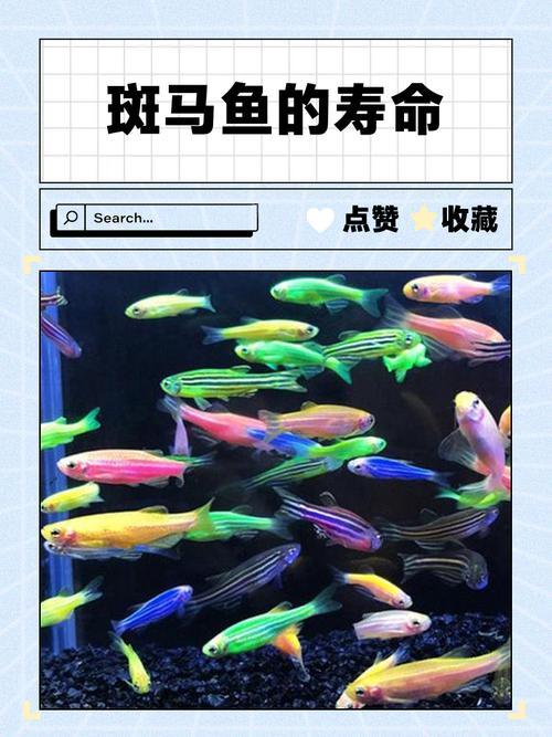 斑马鱼多久不喂会饿死（按阶段定量喂食，幼鱼多餐成鱼少餐，控水质）