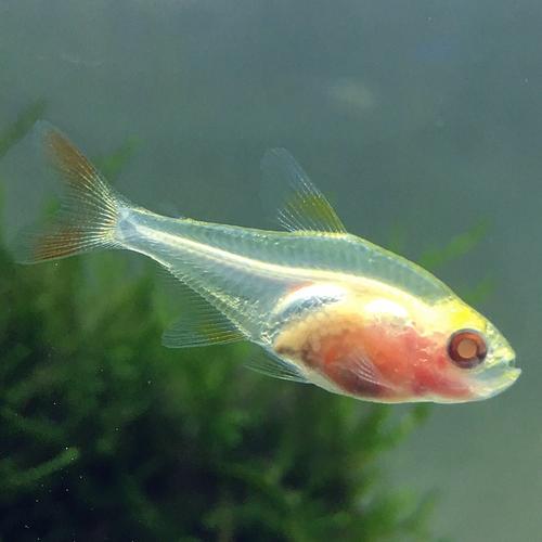 红肚玻璃鱼肚子上有红点（鱼病红点出血防控要点隔离换水降温）