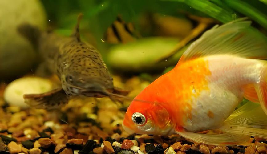 鱼冬季还喂食吗（水温分段喂养与换水比例）