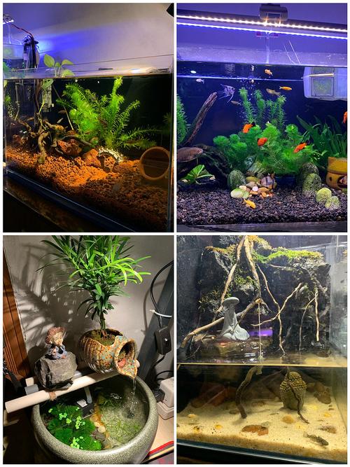 草缸十大首选冷水鱼(草缸冷水鱼搭配与温控养护要点)