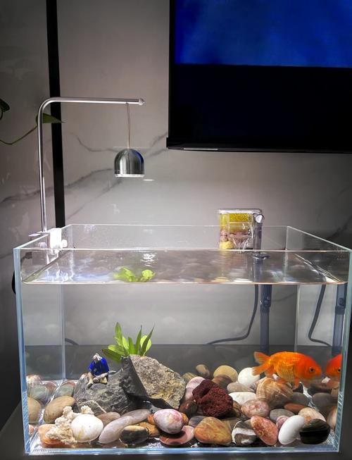 圆形鱼缸好还是方形鱼缸好（方形60×30×40缸更省心，圆形更艺术）