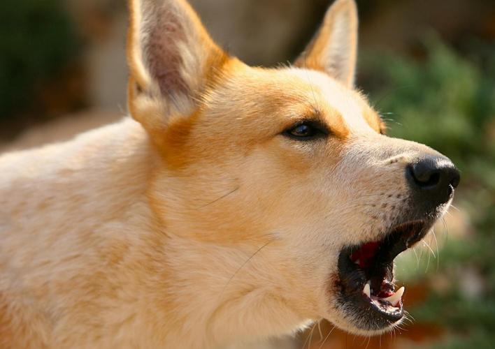 狗半夜一直呜呜叫个不停(安稳环境与规律作息)