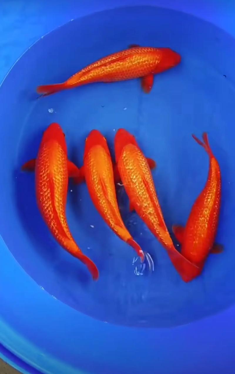 一厘米的水深可以养什么鱼（极浅水池养鱼生态搭配要点按水深环境逐步试点监测）